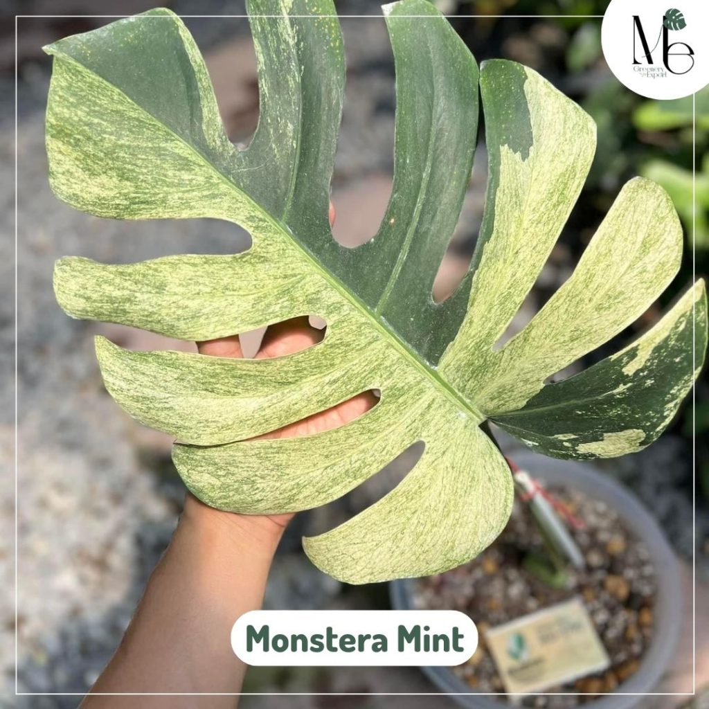 Monstera Mint