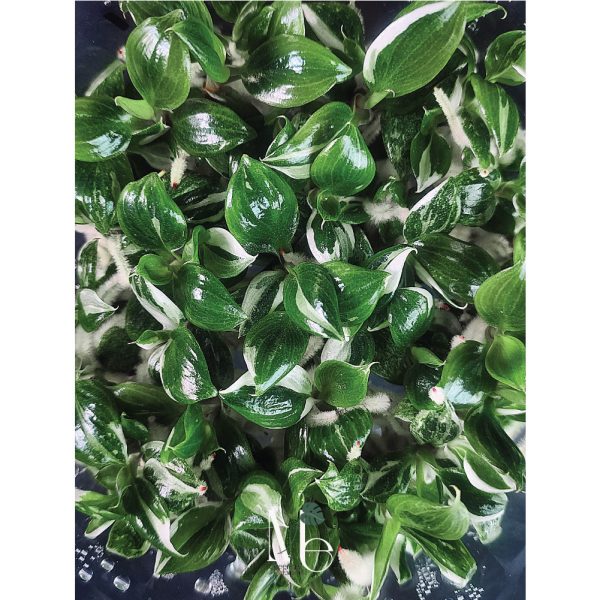 Philodendron White Knight