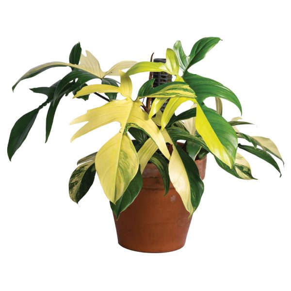 Philodendron Florida Beauty