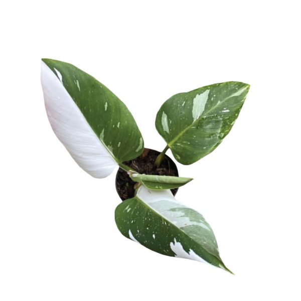 Philodendron White Princess (TC)