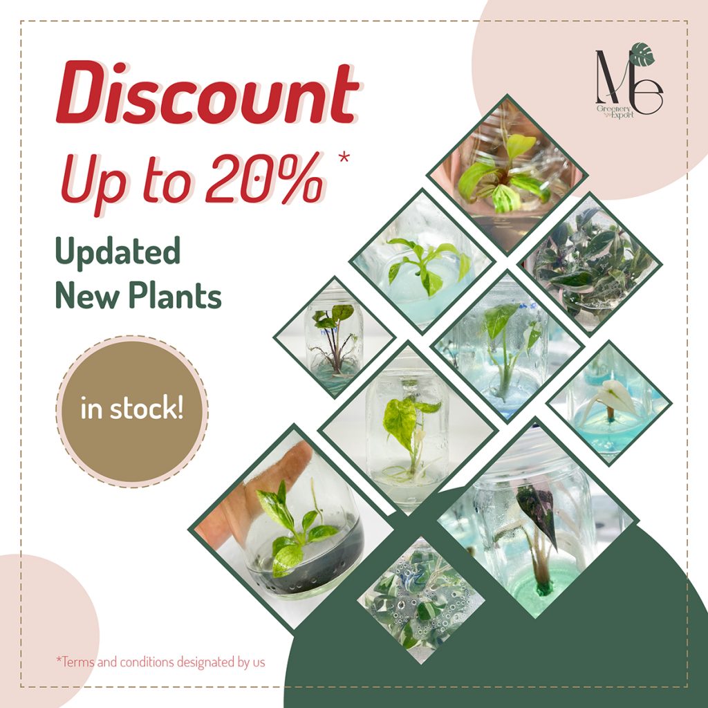 Philodendron Caramel Marble (TC) - M.E. Greenery Export