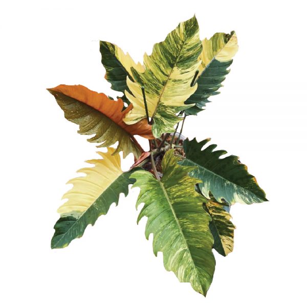 Philodendron Caramel Marble 100% Variegated (TC)