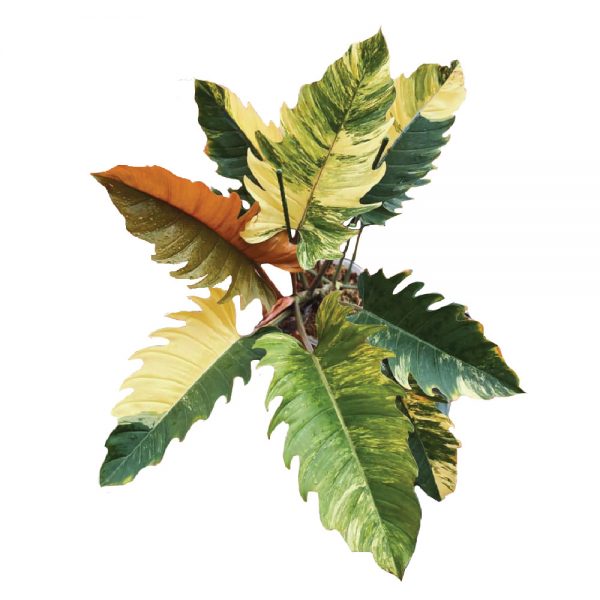 Philodendron Caramel Marble