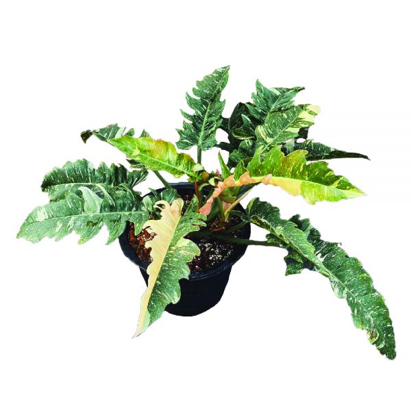 Philodendron Ring of Fire 90% Variegated (TC)