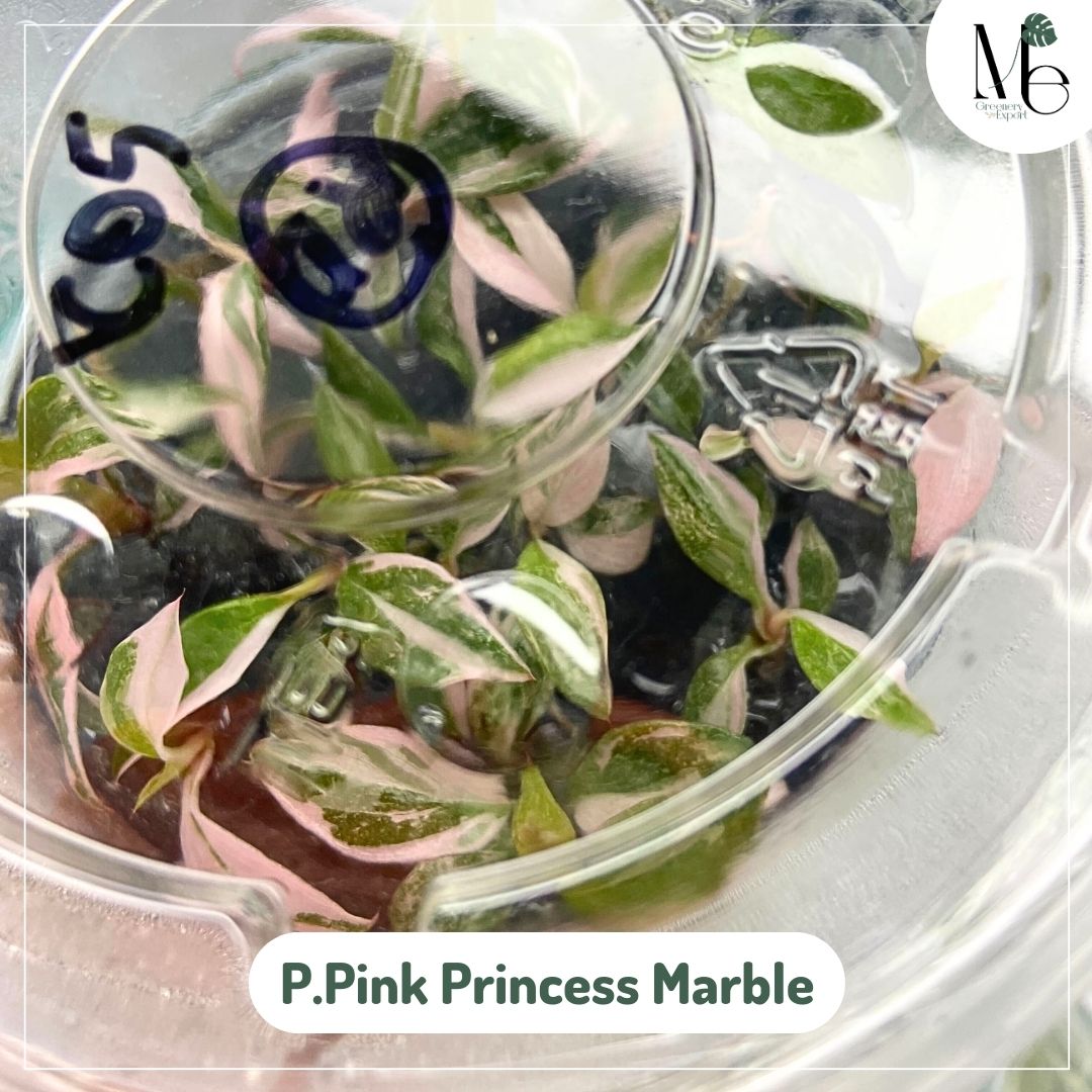 Philodendron Pink Princess Marble (TC)