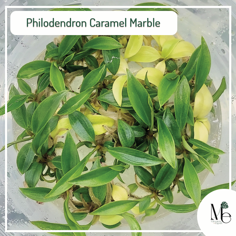 Philodendron Caramel Marble (TC) - M.E. Greenery Export