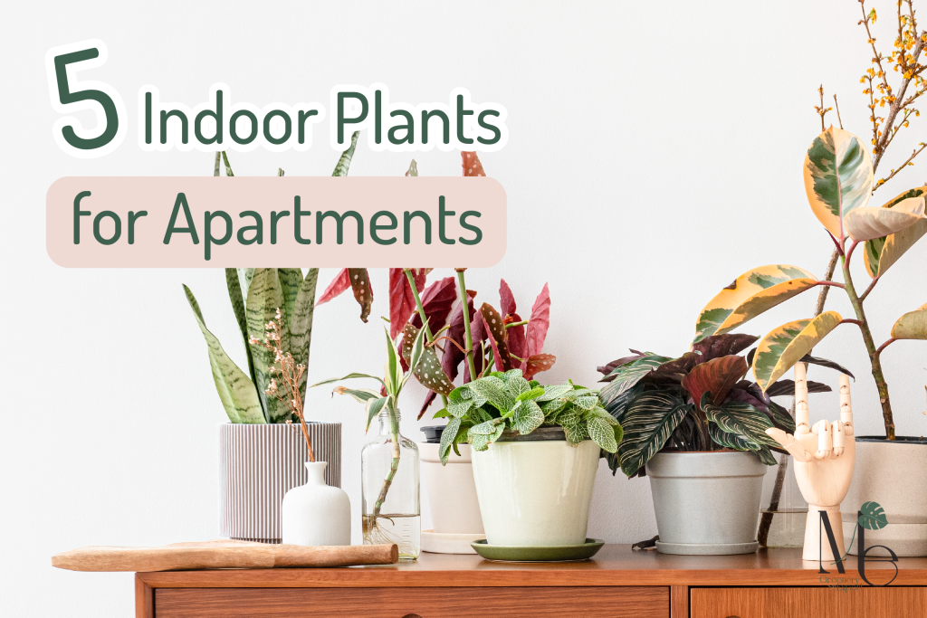 5 Indoor Plants for Apartments