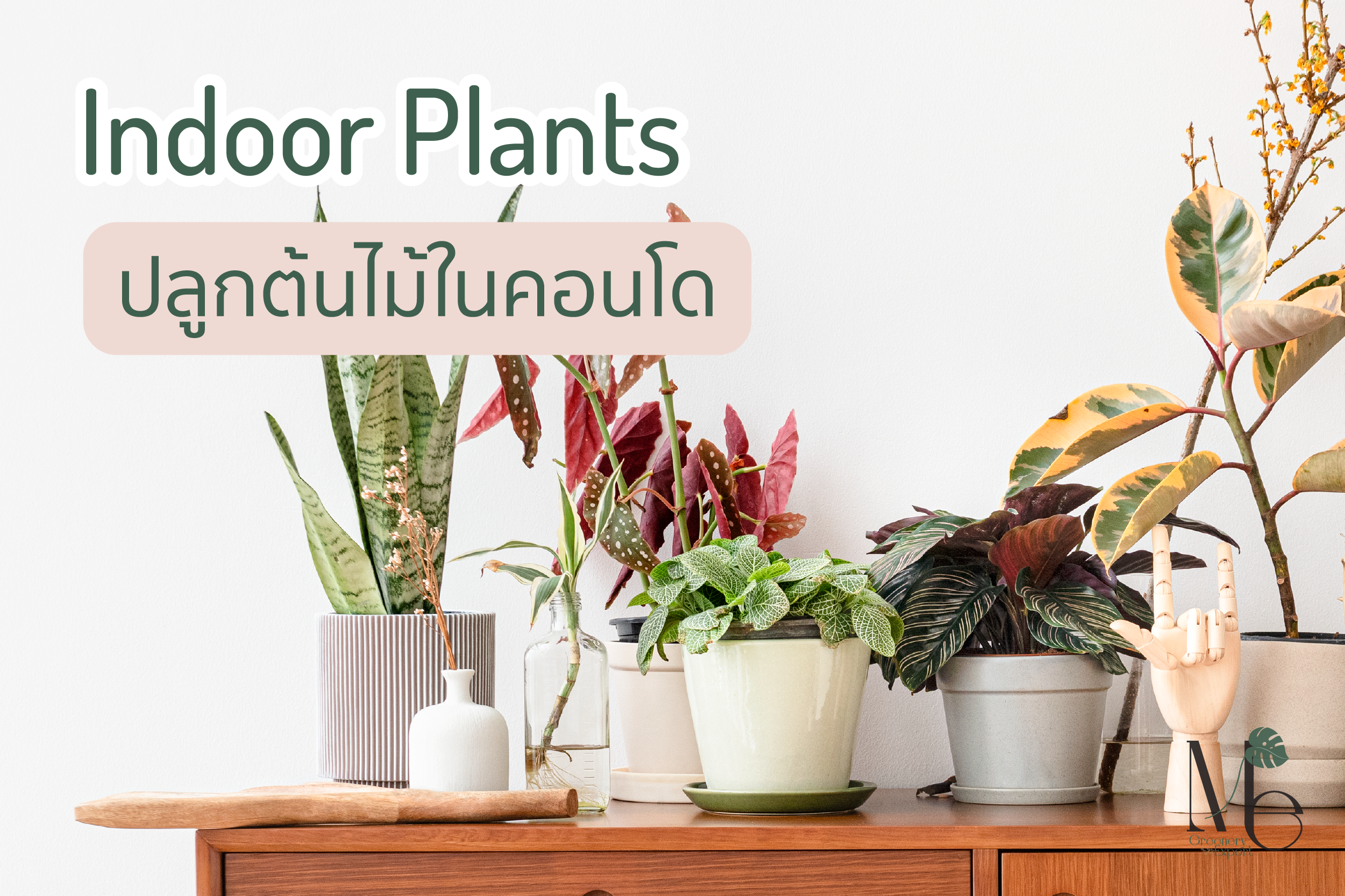 ปลูกต้นไม้ในคอนโด Indoor Plants for Apartment