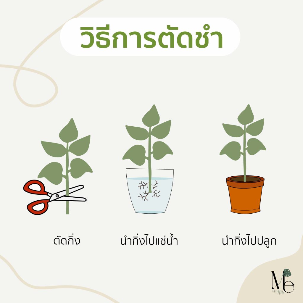 การตัดชำ (cutting)