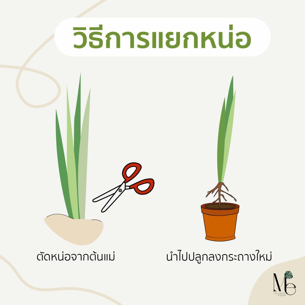 การแยกหน่อ (Plant shoot separation)