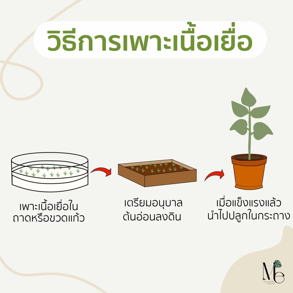 การเพาะเนื้อเยื่อ (Tissue culture)