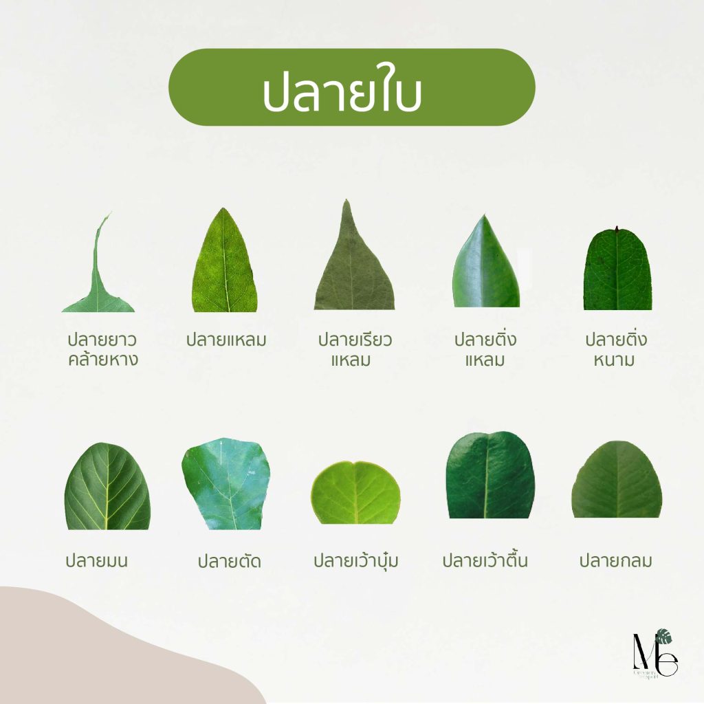 ปลายใบ