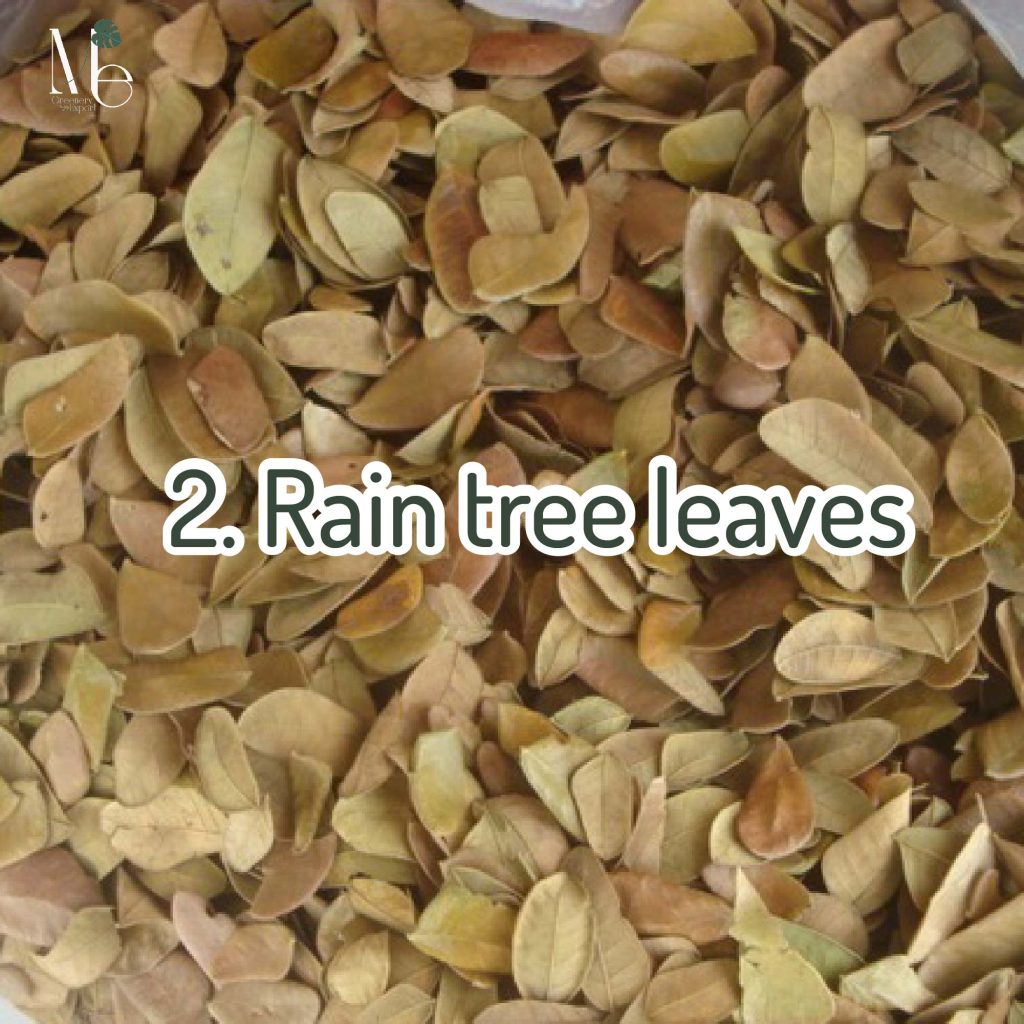 Rain tree leaves