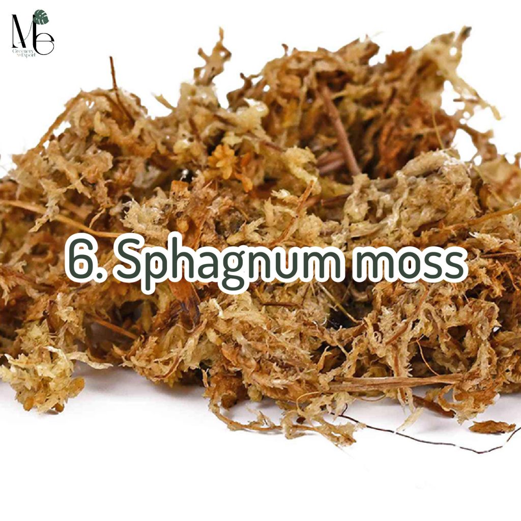 Sphagnum moss