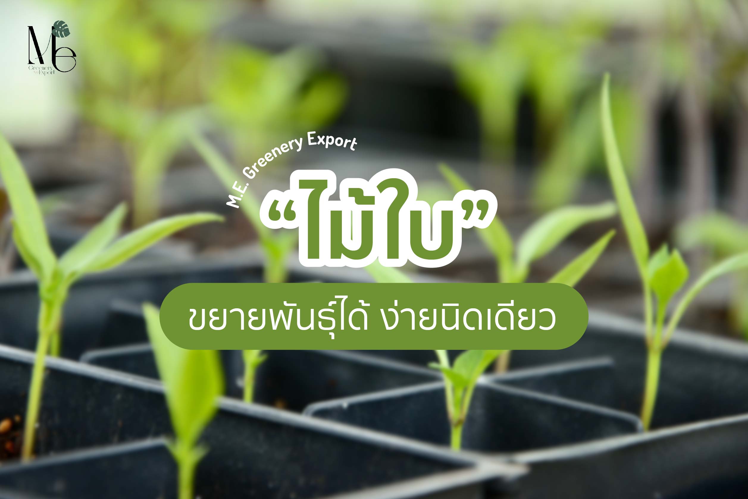 วิธีเพาะพันธุ์-ขยายพันธุ์ต้นไม้