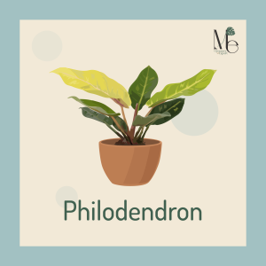 สกุลฟิโลเดนดรอน (Philodendron)