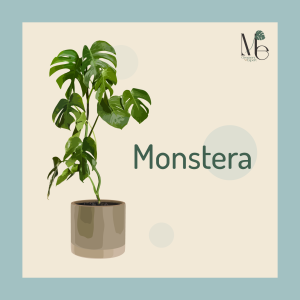 สกุลมอนสเตอรา (Monstera)