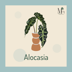 สกุลอโลคาเซีย (Alocasia)