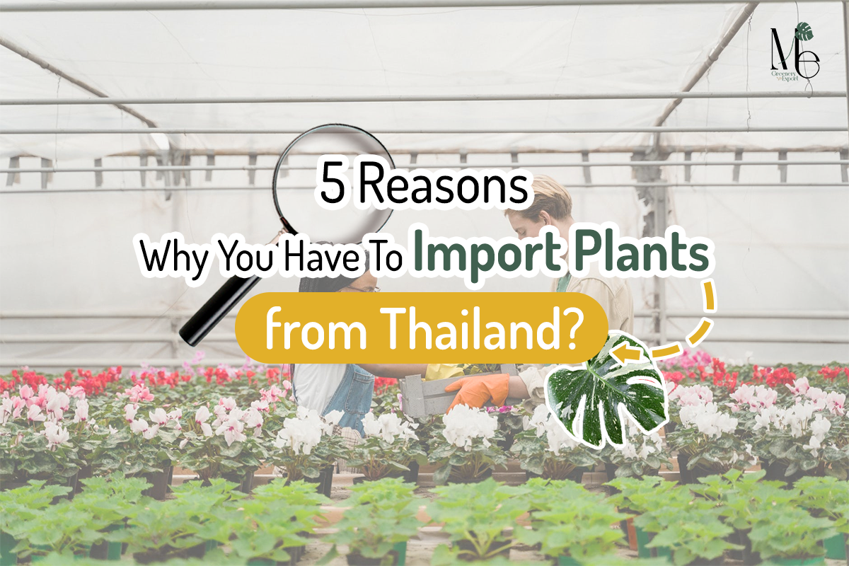 Import plants from Thailand