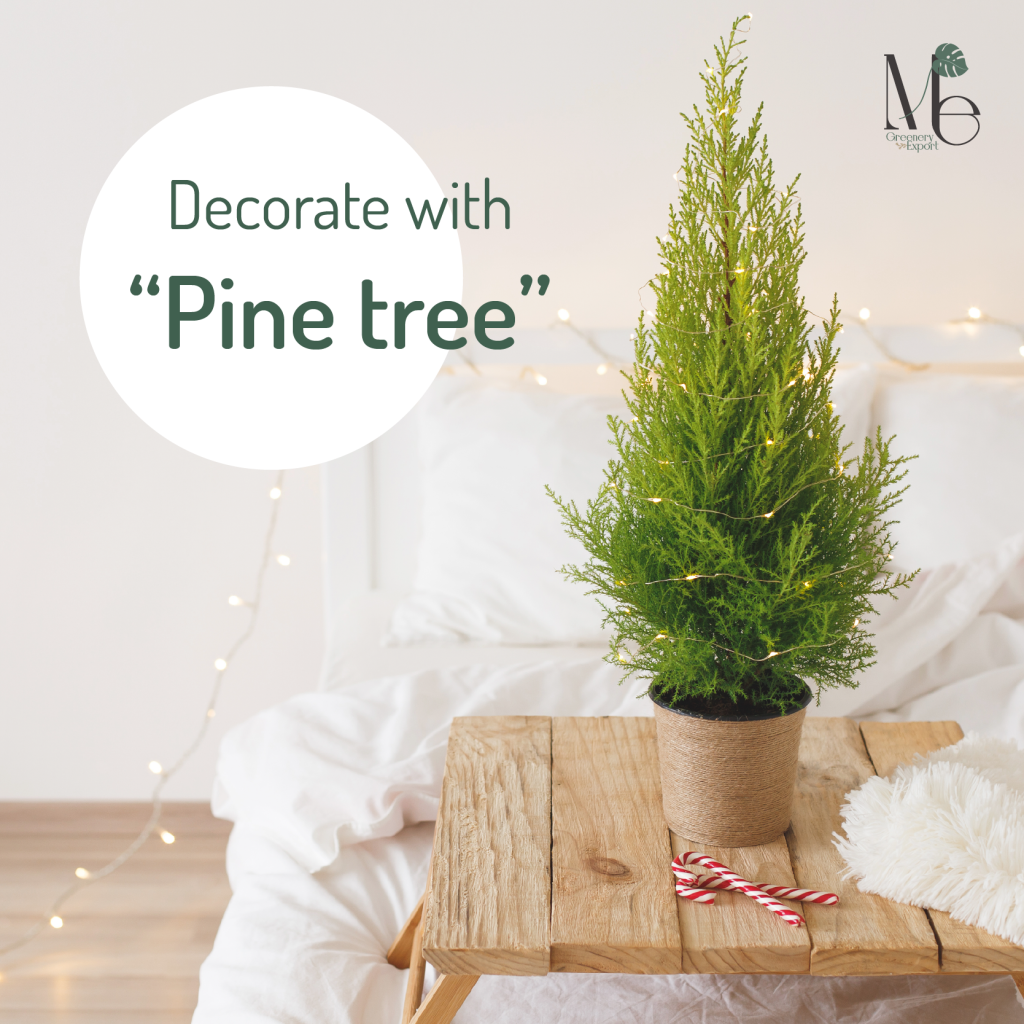 Decorate your house with pine tree