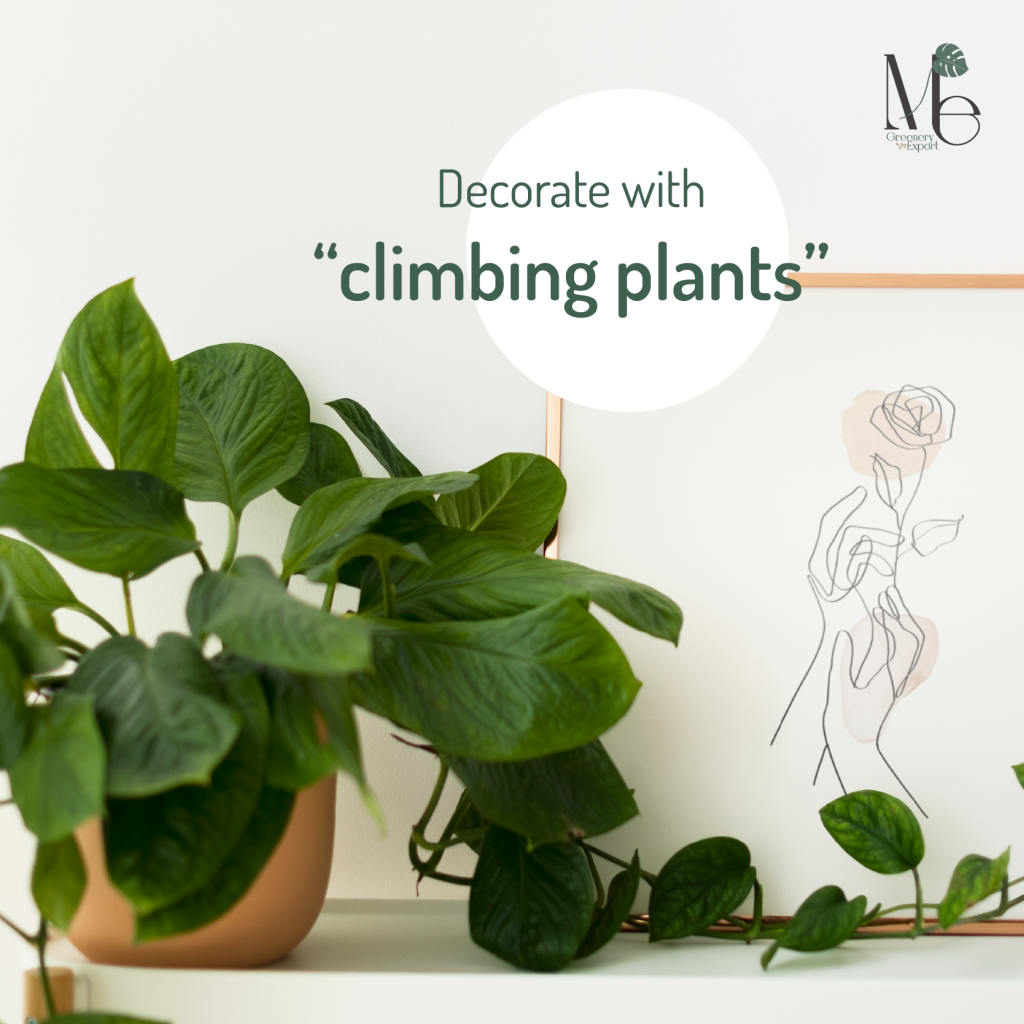 Decorate your house with climbing plants