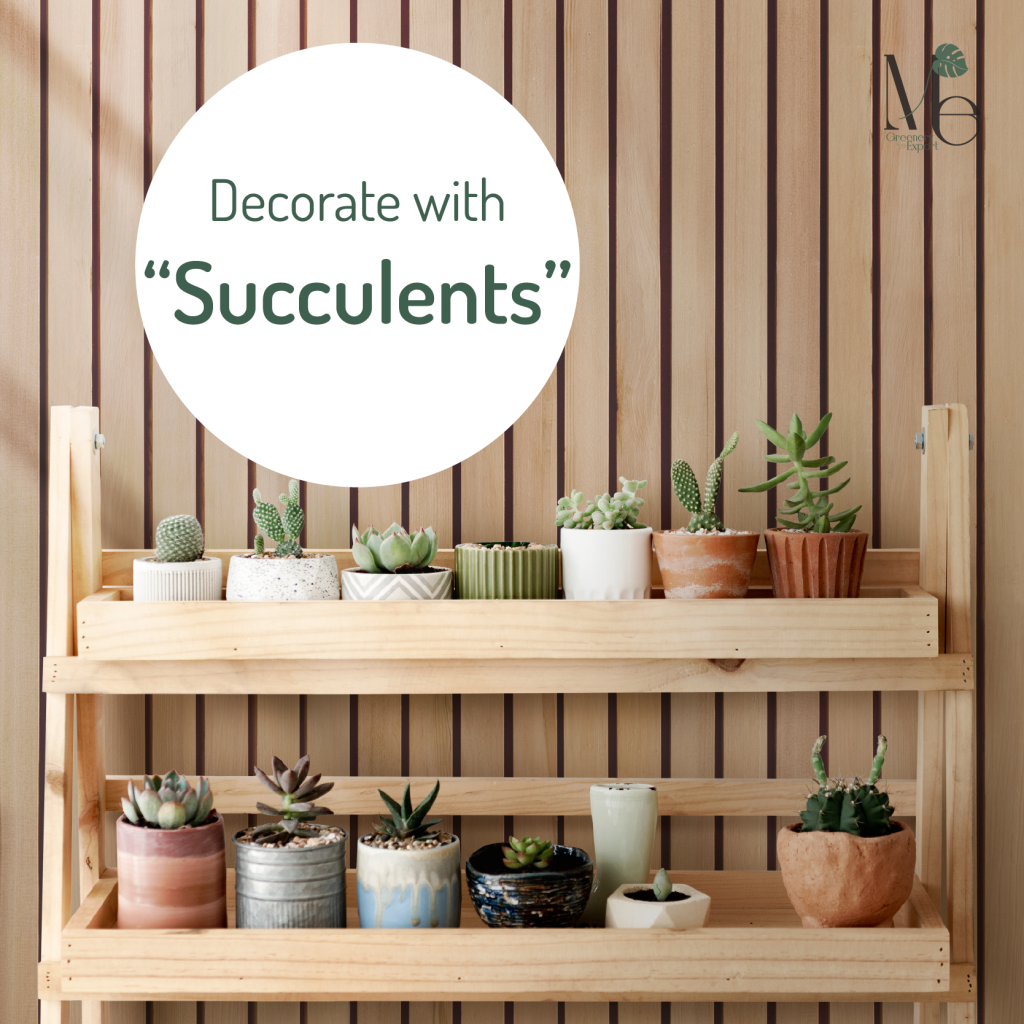 Decorate your house with succulents 