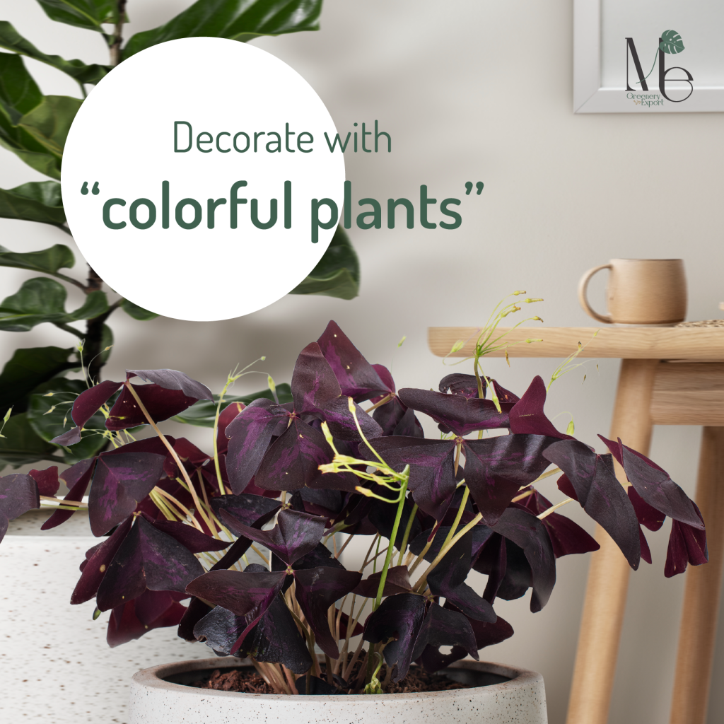 Decorate your house with colorful plants