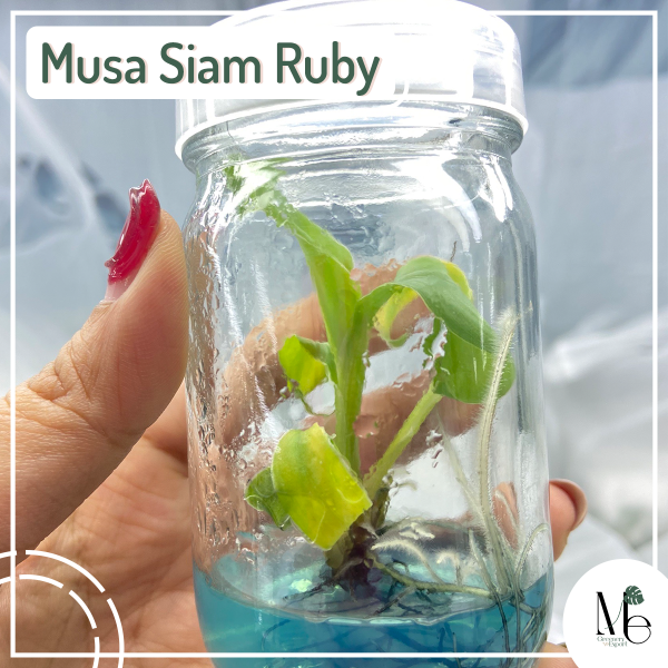 Musa Siam Ruby Tissue Culture