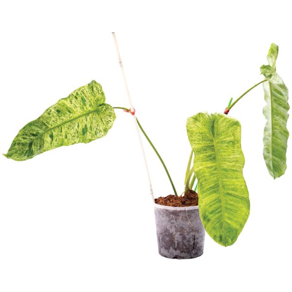 Philodendron Paraiso Verde 100% Variegated (TC)