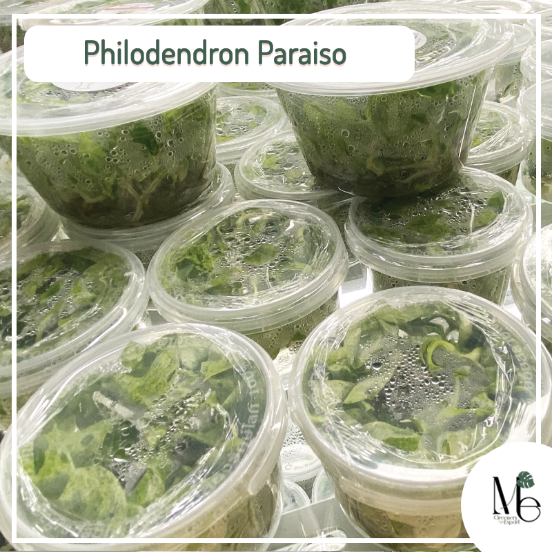 Philodendron Paraiso tissue culture