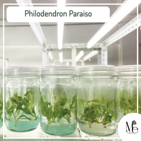 Philodendron Paraiso tissue culture