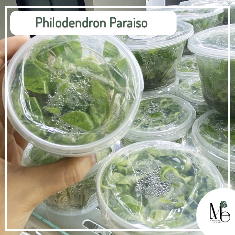 Philodendron Paraiso tissue culture