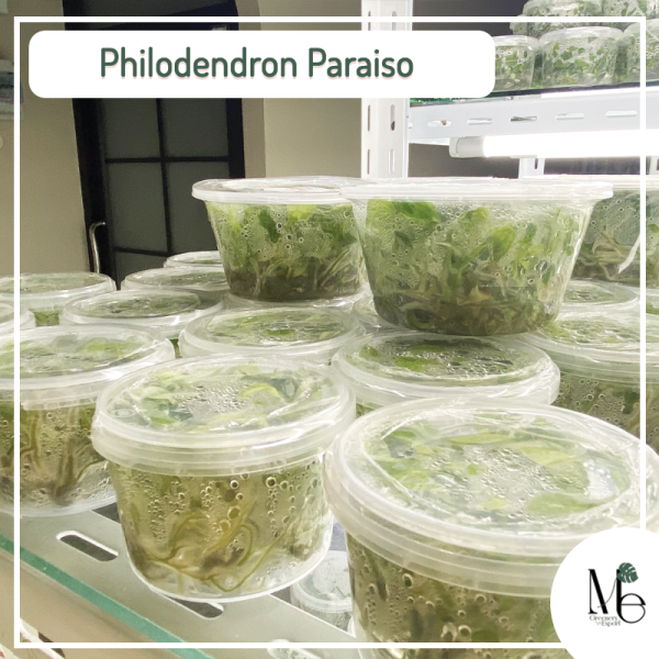 Philodendron Paraiso tissue culture