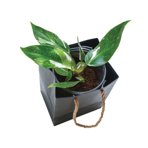 Philodendron White Wizard (TC)