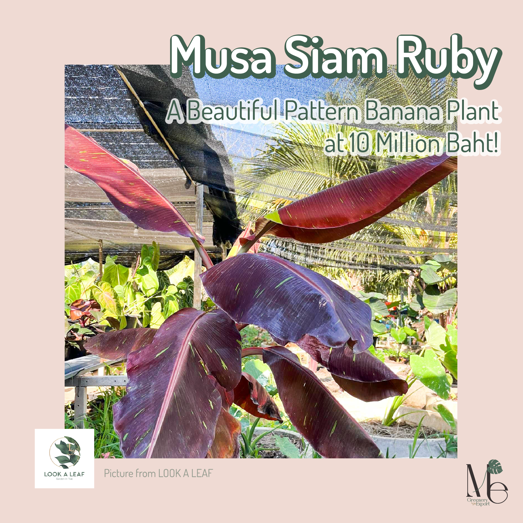 Musa Siam Ruby