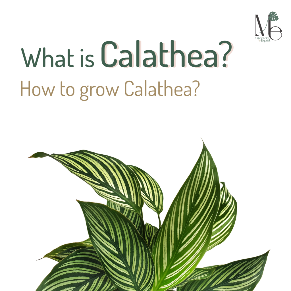 What is Calathea?