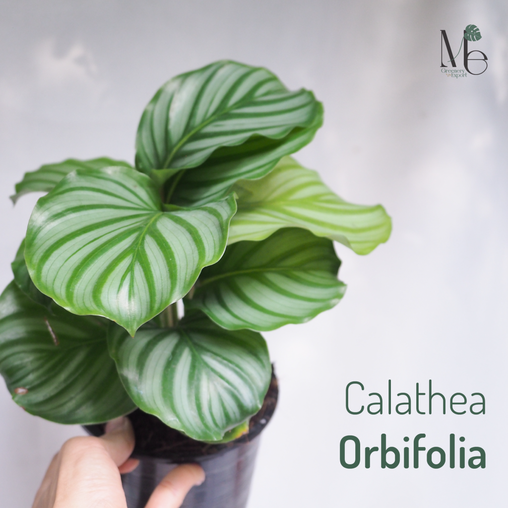 ต้นคล้าใบตอง (Calathea Orbifolia)