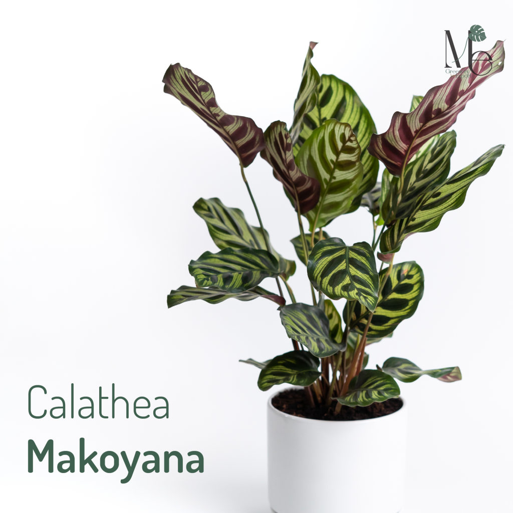 ต้นคล้าแววมยุรา (Calathea Makoyana) 