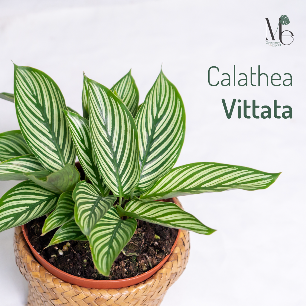 คล้าขุนแผน (Calathea Vittata) 