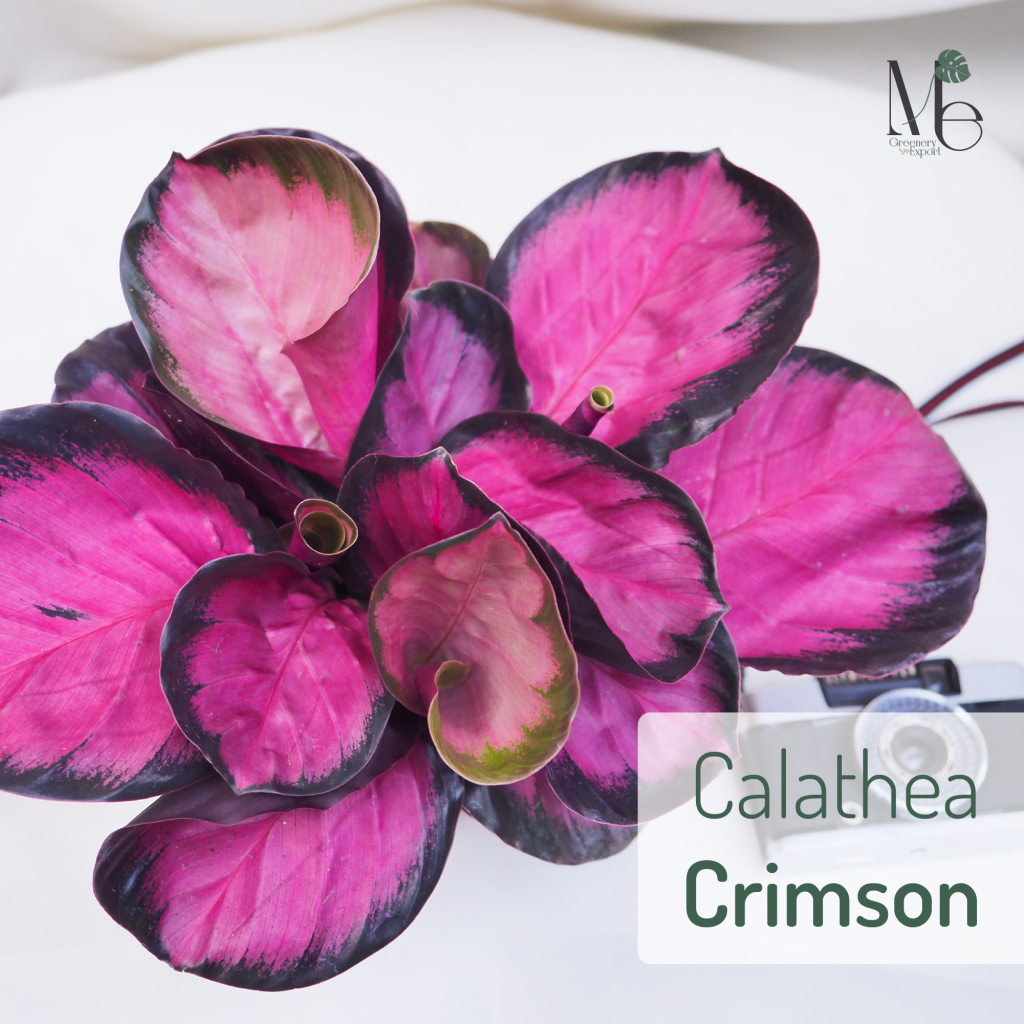 ต้นคล้าคริมสัน (Calathea Crimson) 