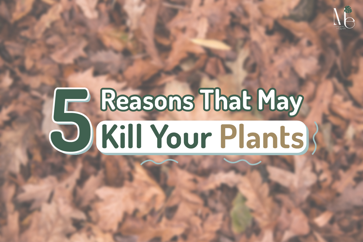 5 Reasons That May Kill Your Plants