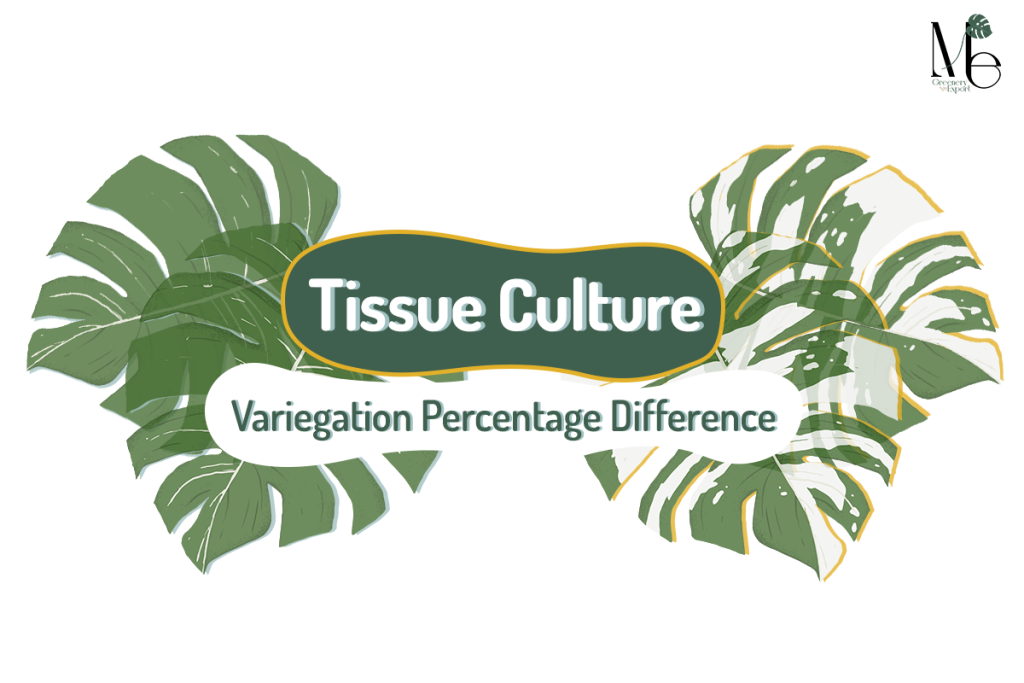 variegated tissue culture