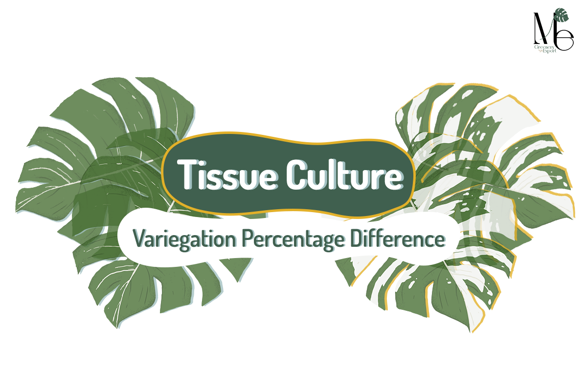 Tissue Culture Variegation Percentage Difference