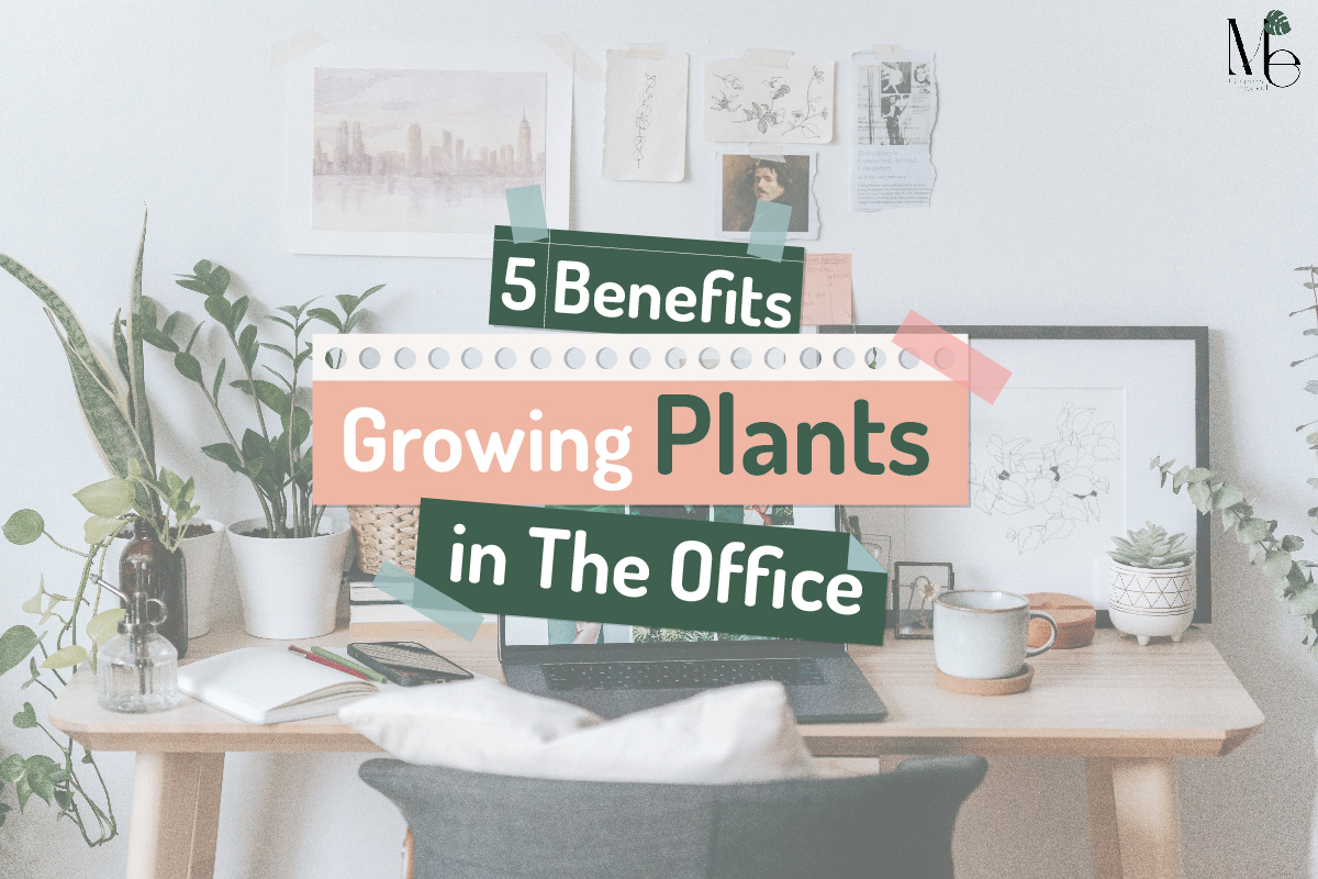 5 Benefits Growing Plants in the Office