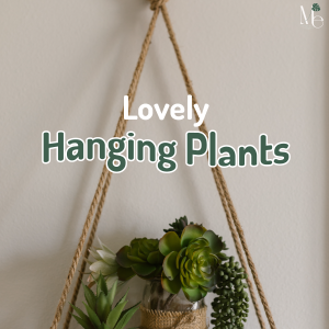 Lovely Hanging Plants