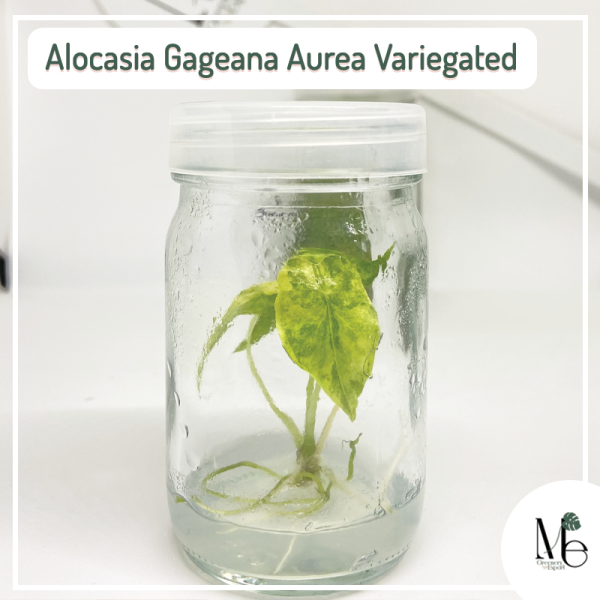 Alocasia Gageana Tissue Culture