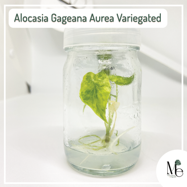 Alocasia Gageana Tissue Culture