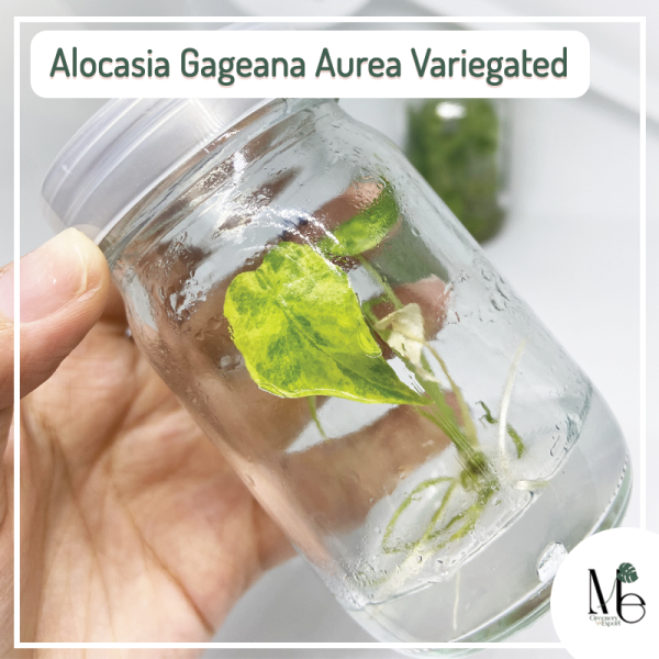 Alocasia Gageana Tissue Culture