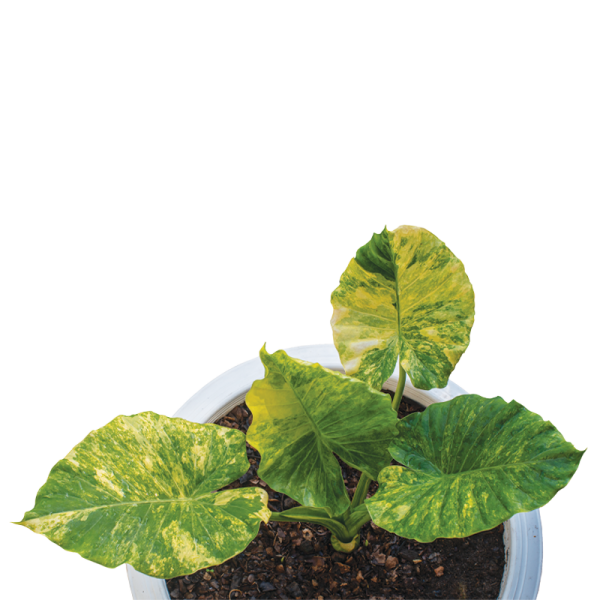 超希少】Alocasia Black Velvet ´variegat´斑入り-