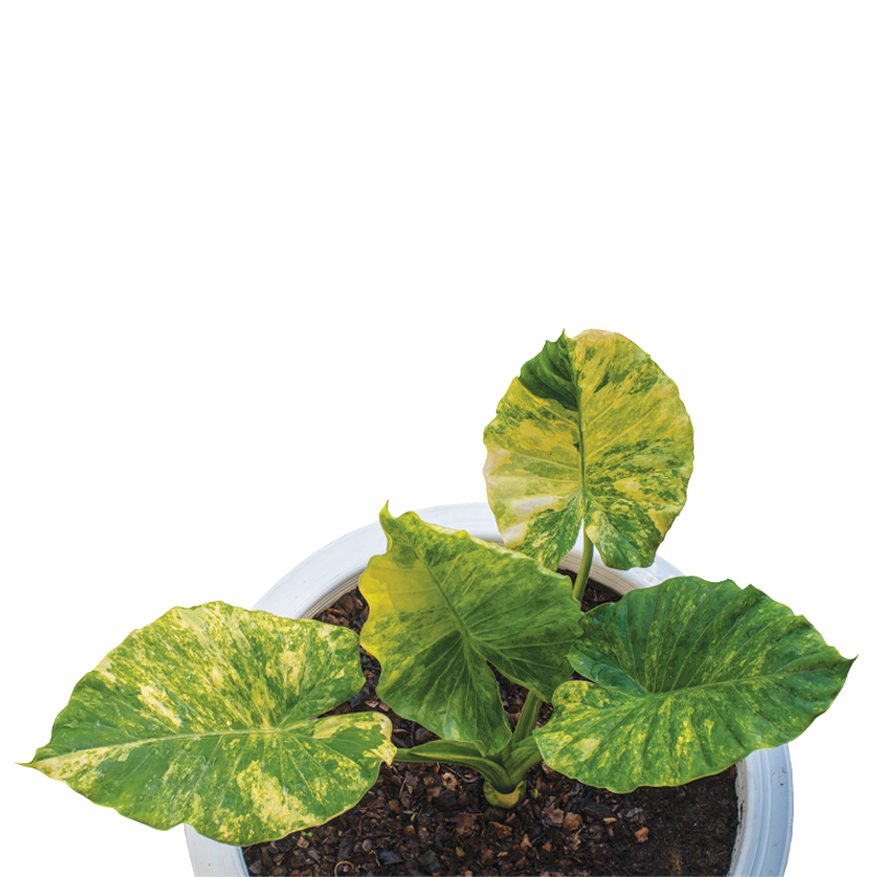 Alocasia Gageana Tissue Culture